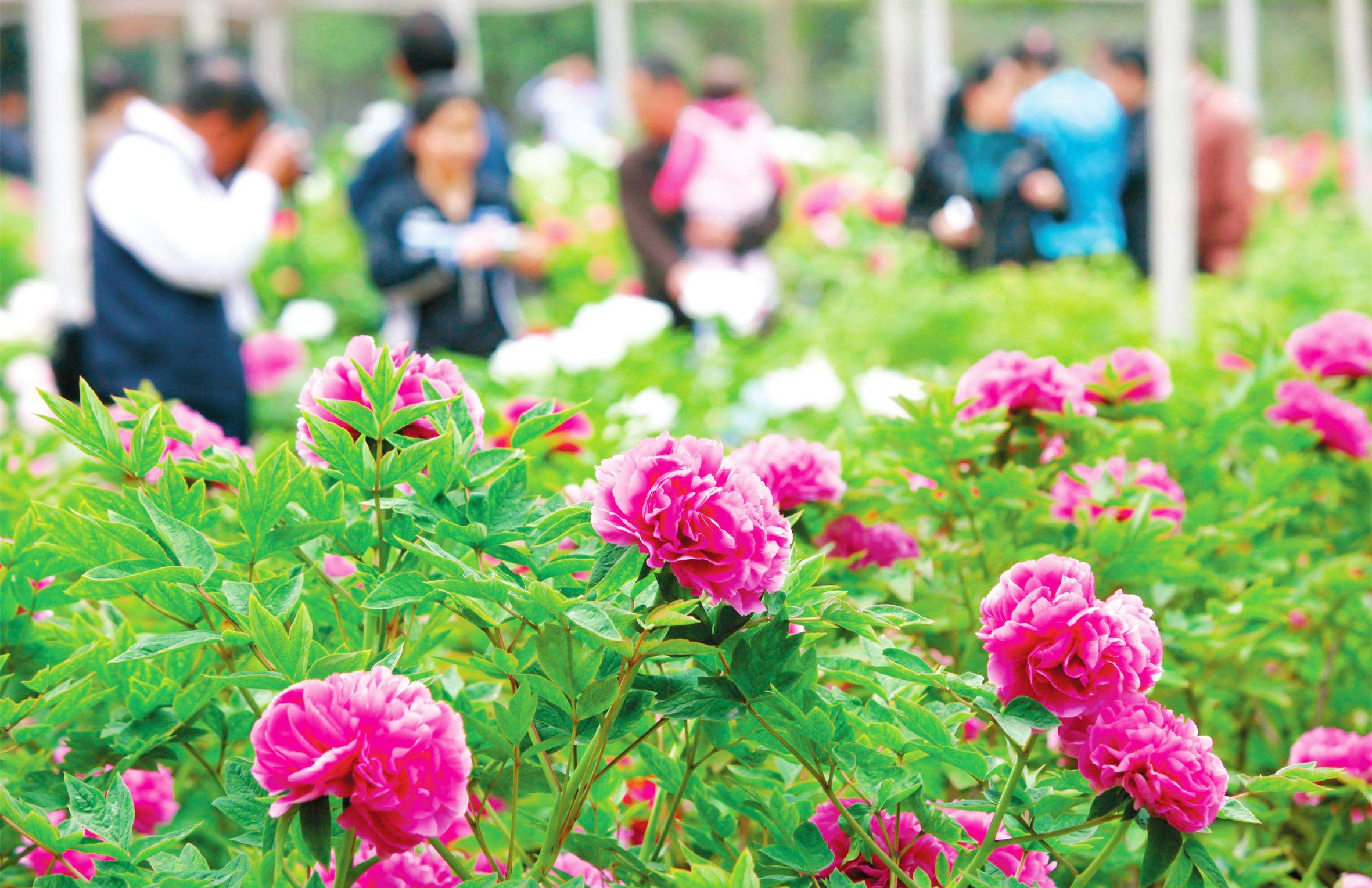 &#39532;&#21338;&#26368;&#26032;&#23448;&#26041;&#45;&#39532;&#21338;&#65288;&#20013;&#22269;&#65289;